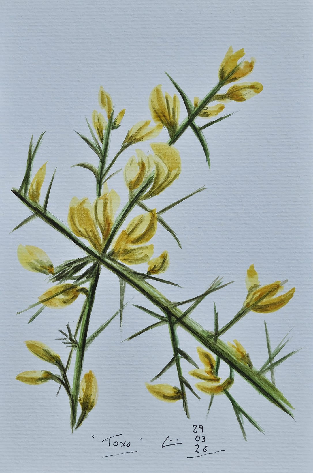 Toxa en flor, acuarela sobre lienzo de papel, 2026