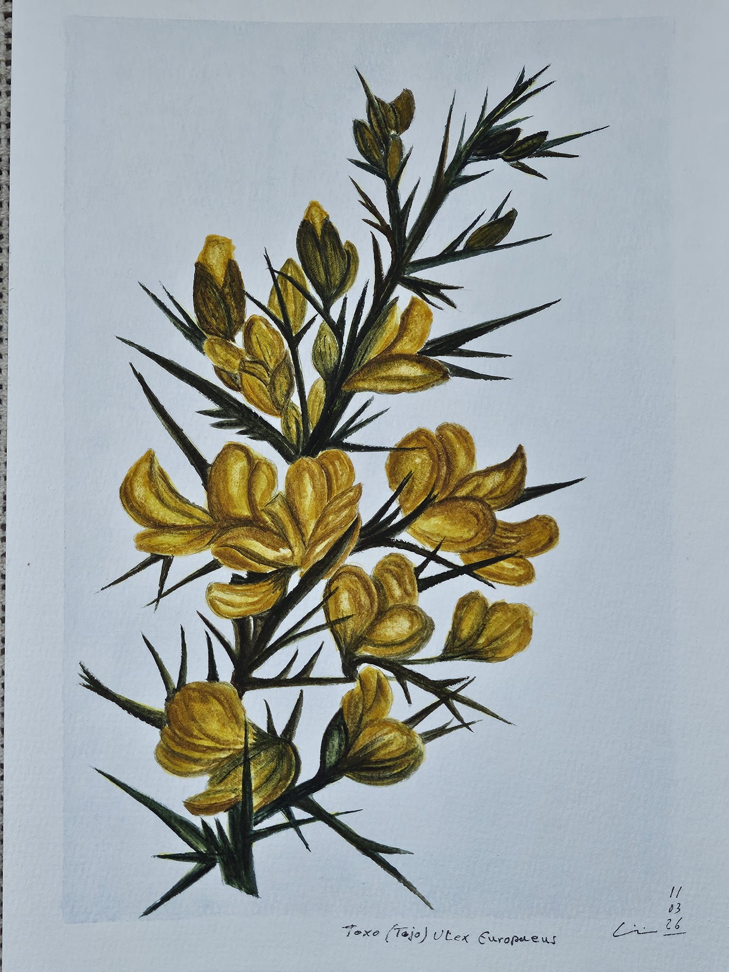 Toxo (Ulex europaeus), acuarela sobre lienzo de papel, 2026